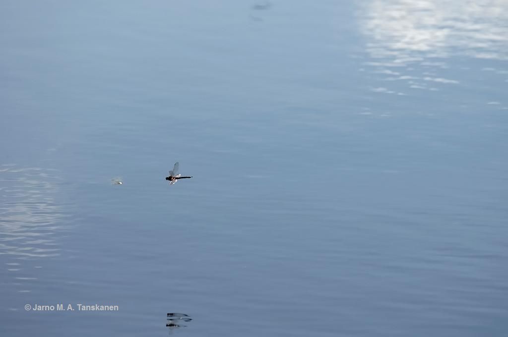 dragonfly_20090714_154451_02.jpg