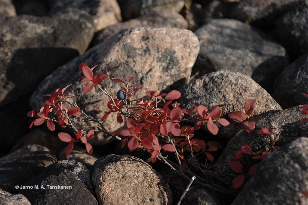 lappland_20090911_114420.JPG
