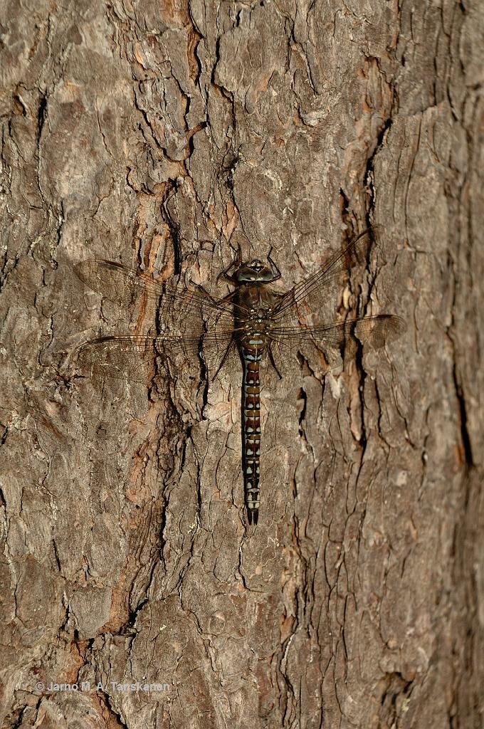 sudari_syomassa_puunrungolla_parempi_dragonfly_20090715_215440.jpg