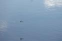 dragonfly_20090714_154451_02