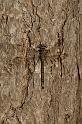 sudari_syomassa_puunrungolla_parempi_dragonfly_20090715_215440